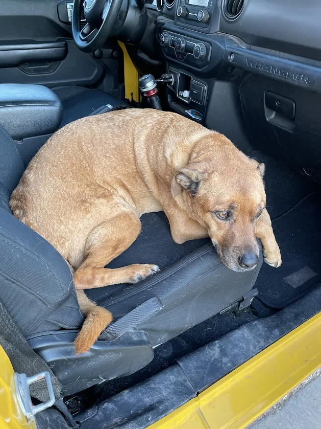 Jeep Wrangler JL Jeep Dog pics 1755025032062-1h