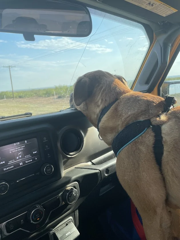Jeep Wrangler JL Jeep Dog pics 1755025113679-6m