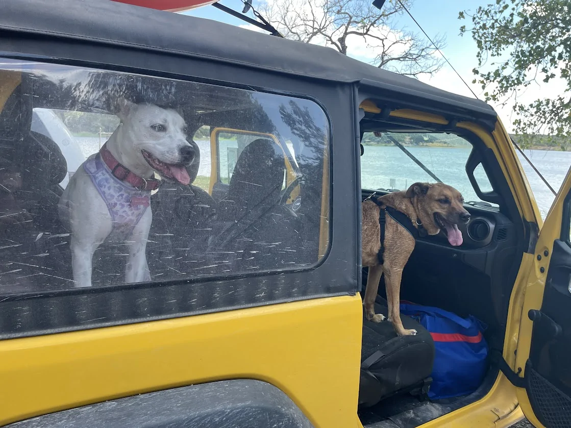 Jeep Wrangler JL Jeep Dog pics 1755025360904-uo