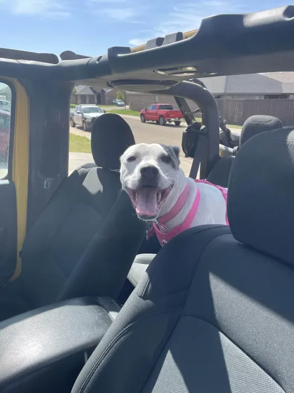 Jeep Wrangler JL Jeep Dog pics 1755025635470-ni