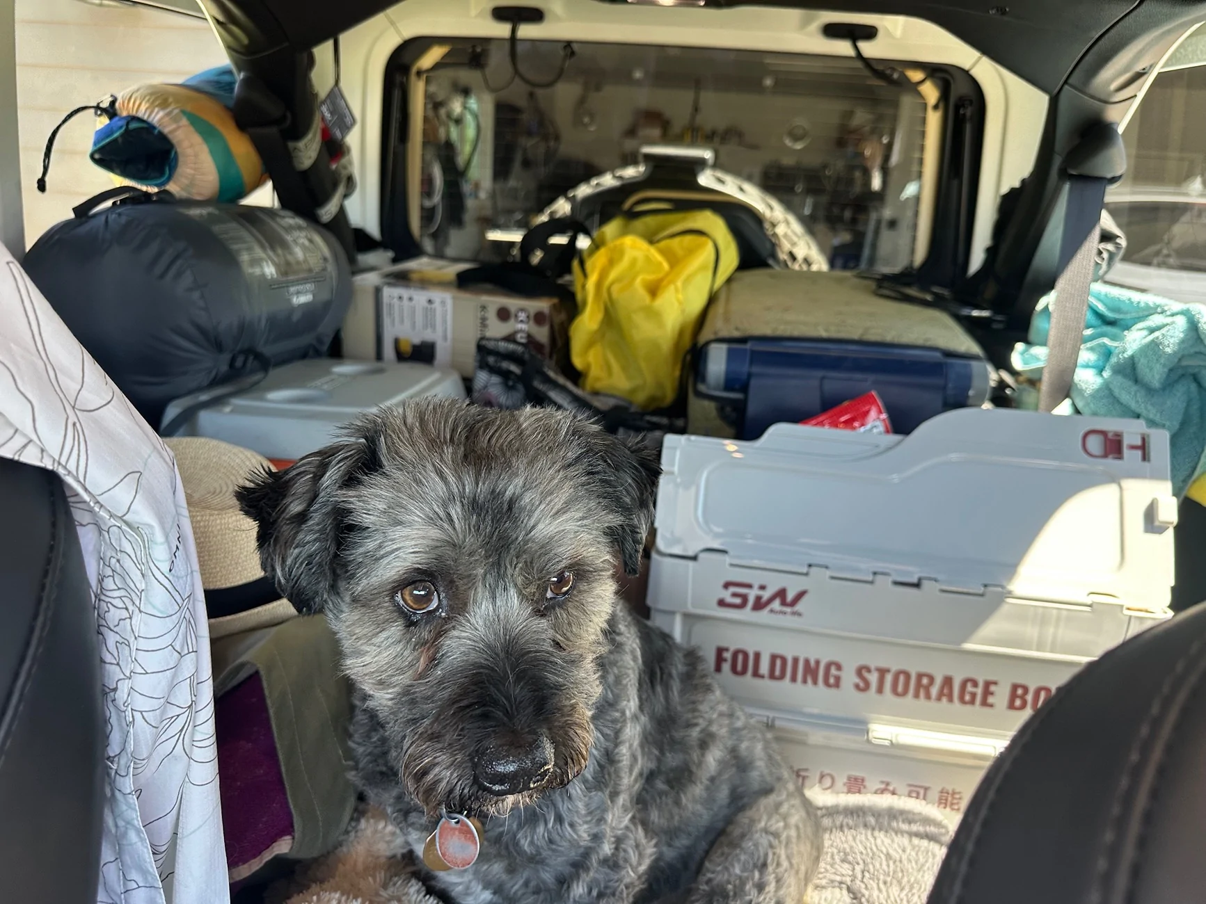Jeep Wrangler JL Jeep Dog pics tempImageZSFIEk