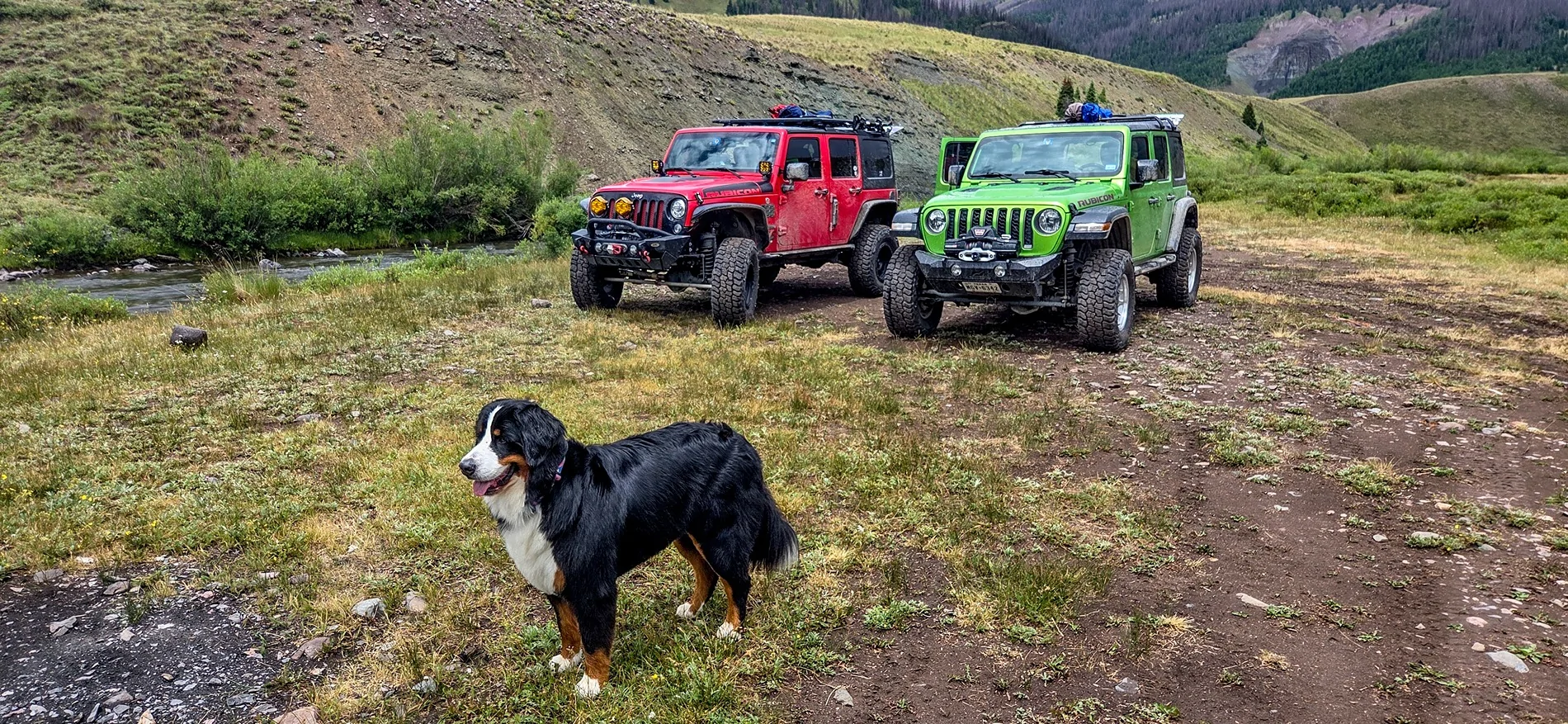 Jeep Wrangler JL Jeep Dog pics 20250722_123758
