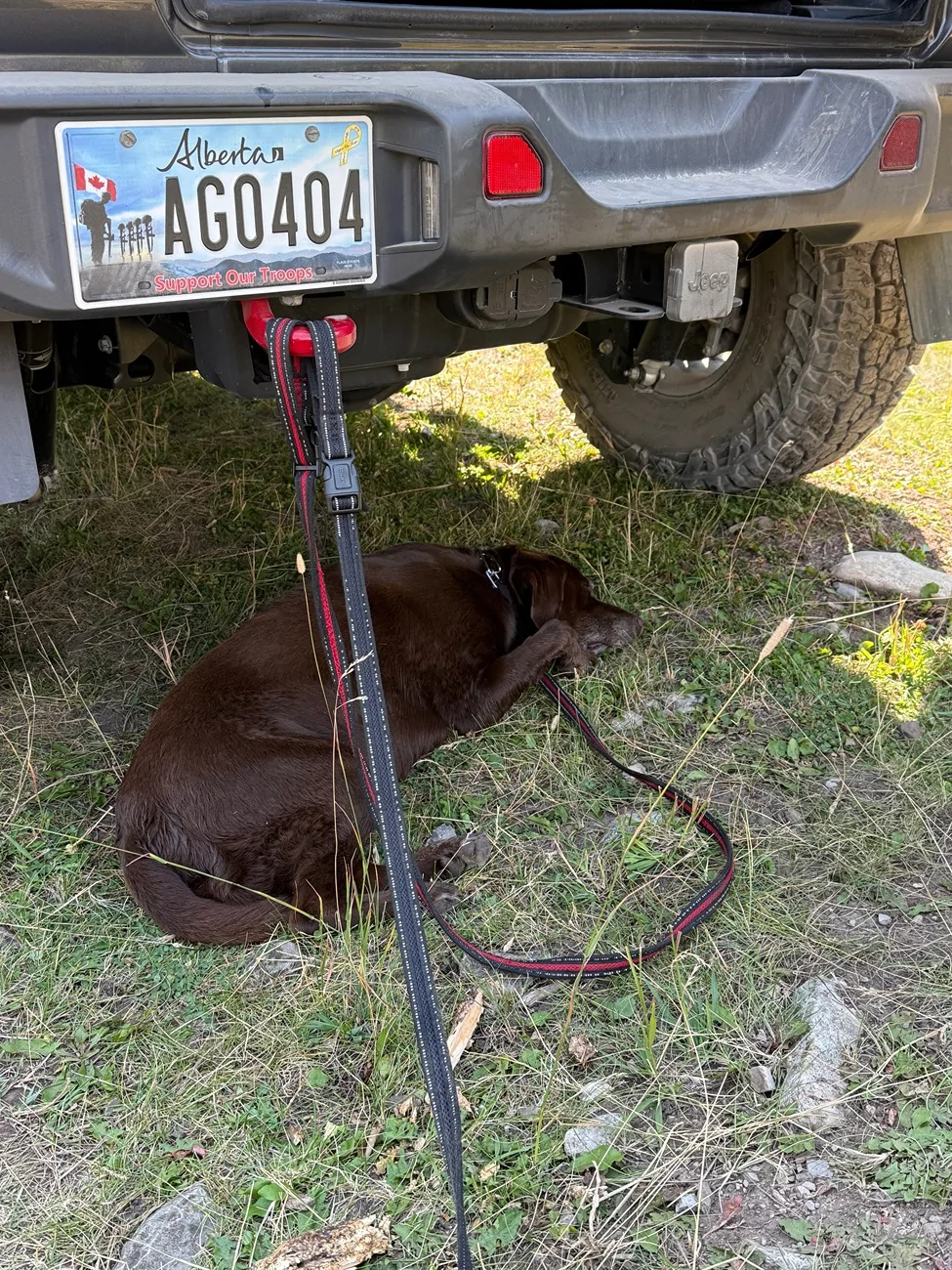 Jeep Wrangler JL Jeep Dog pics IMG_6056