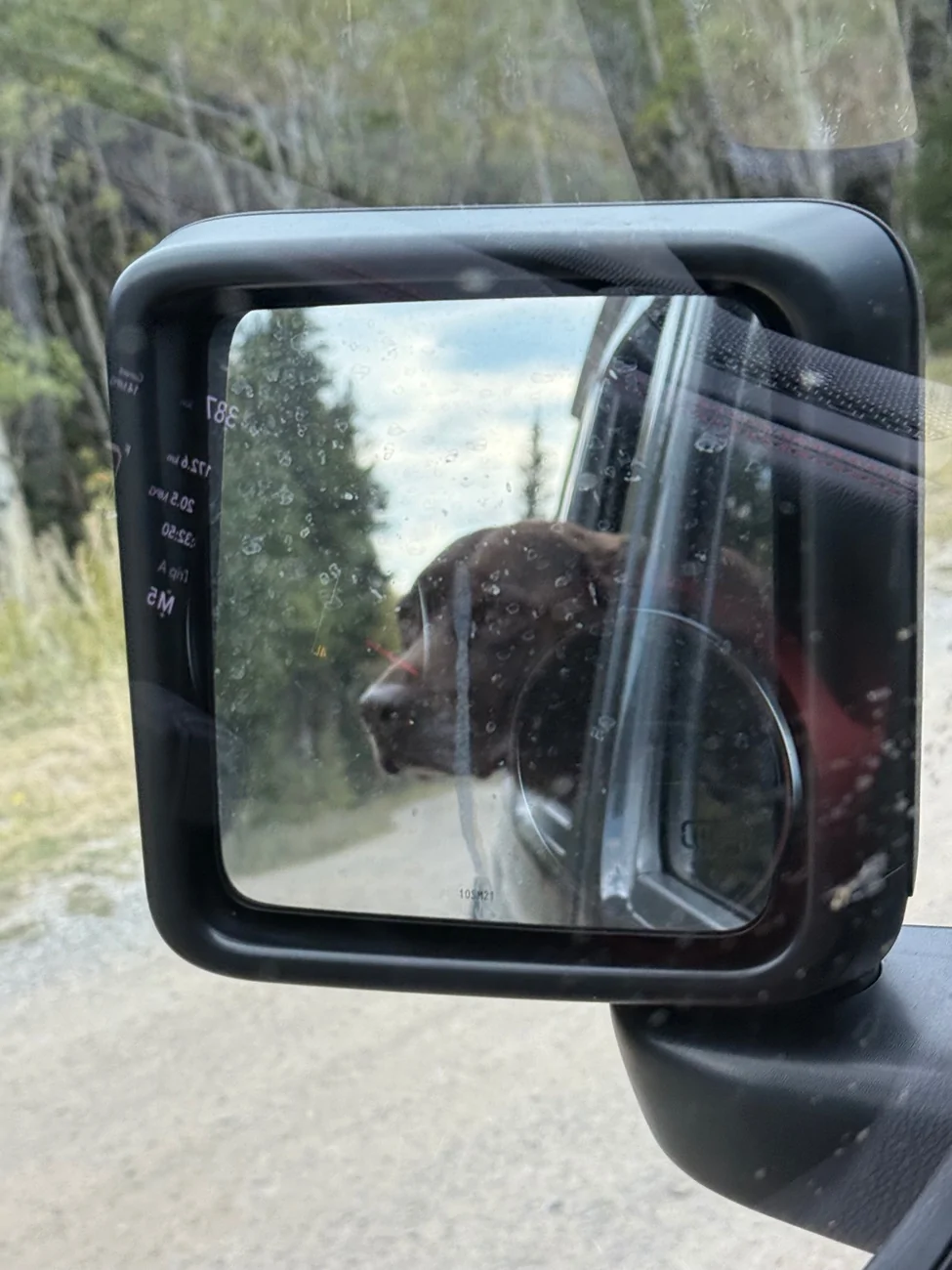 Jeep Wrangler JL Jeep Dog pics IMG_6051