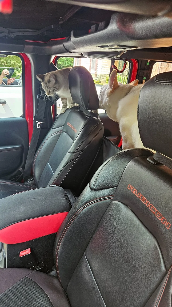Jeep Wrangler JL Golden Sunshine and Shined Jeep Pics - Share Yours 20250822_121118