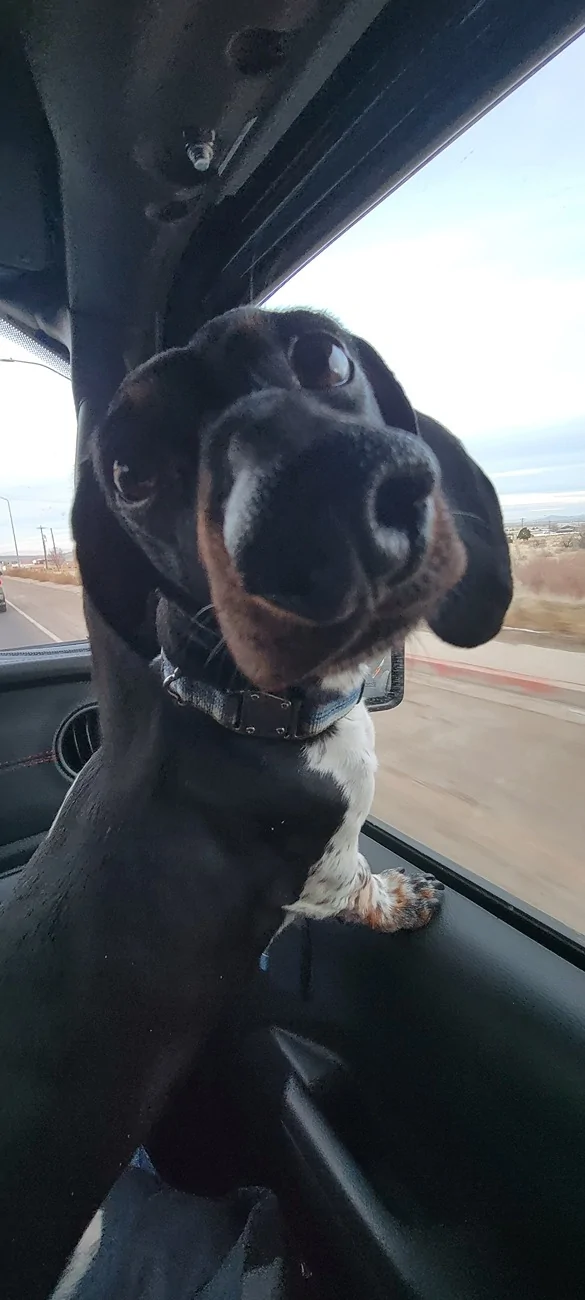 Jeep Wrangler JL Jeep Dog pics 4-wheeling with pets 1