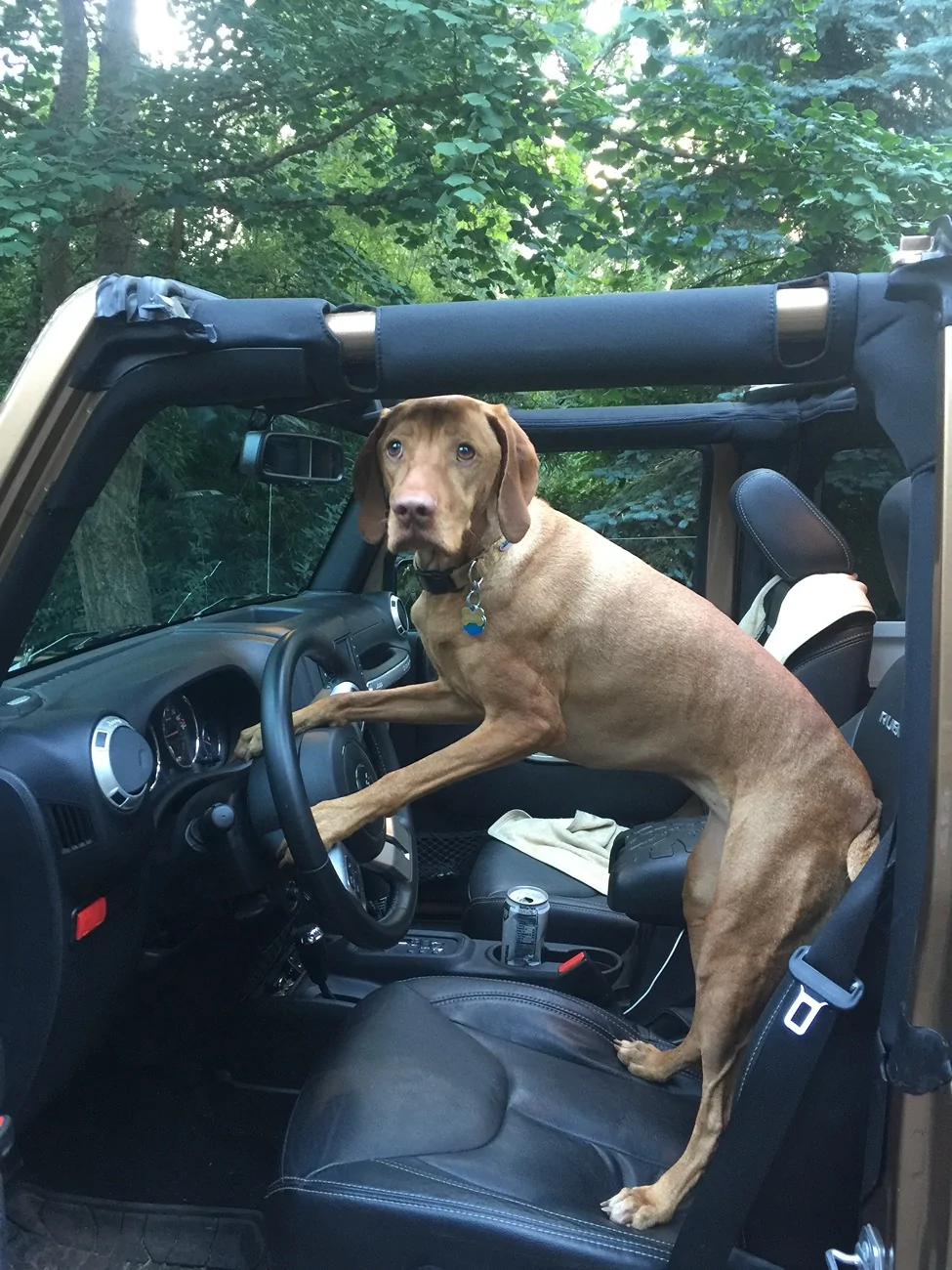 Jeep Wrangler JL Jeep Dog pics IMG_3324
