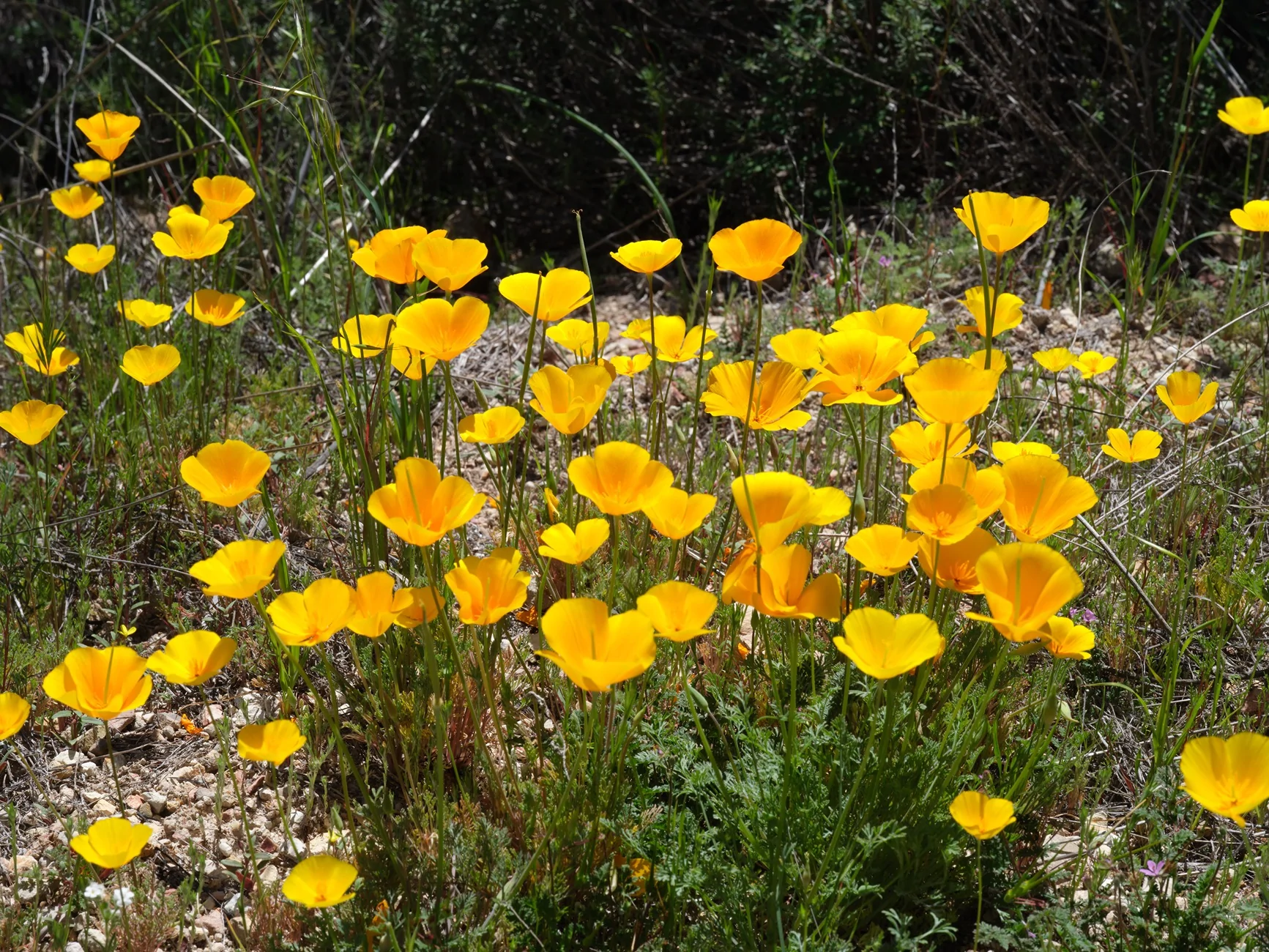 Jeep Wrangler JL Pinnacles Wildflowers 20260303-FUJI9342-C1