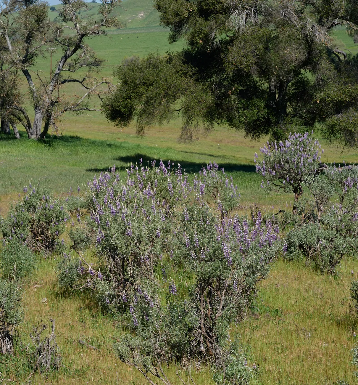 Jeep Wrangler JL Pinnacles Wildflowers 20260303-FUJI9311-Panorama-C1