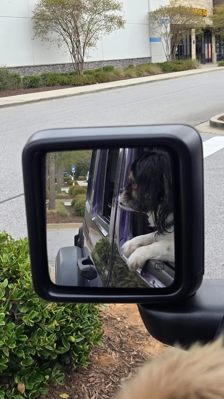 Jeep Wrangler JL Jeep Dog pics 20260325_141533