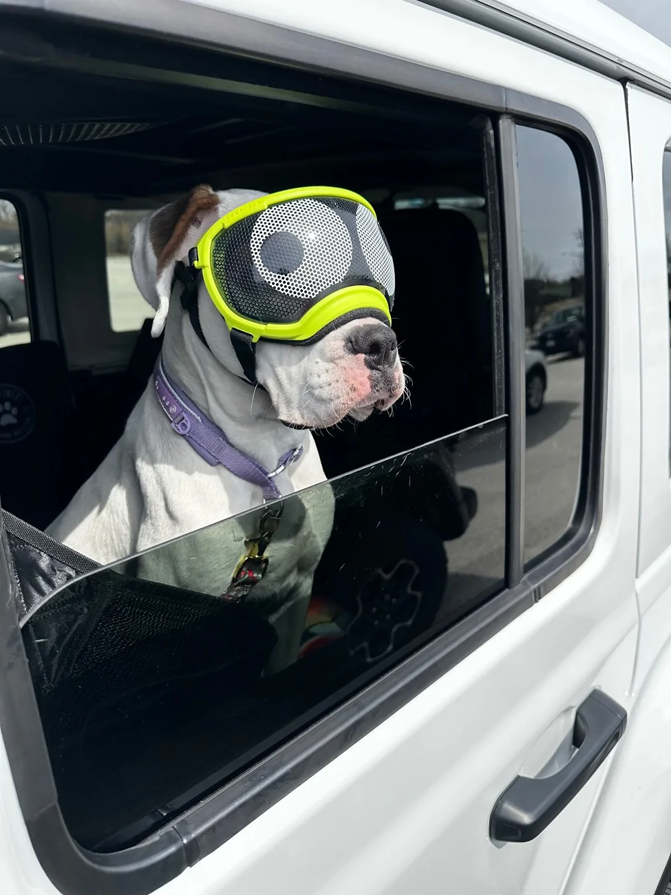 Jeep Wrangler JL Jeep Dog pics IMG_9528