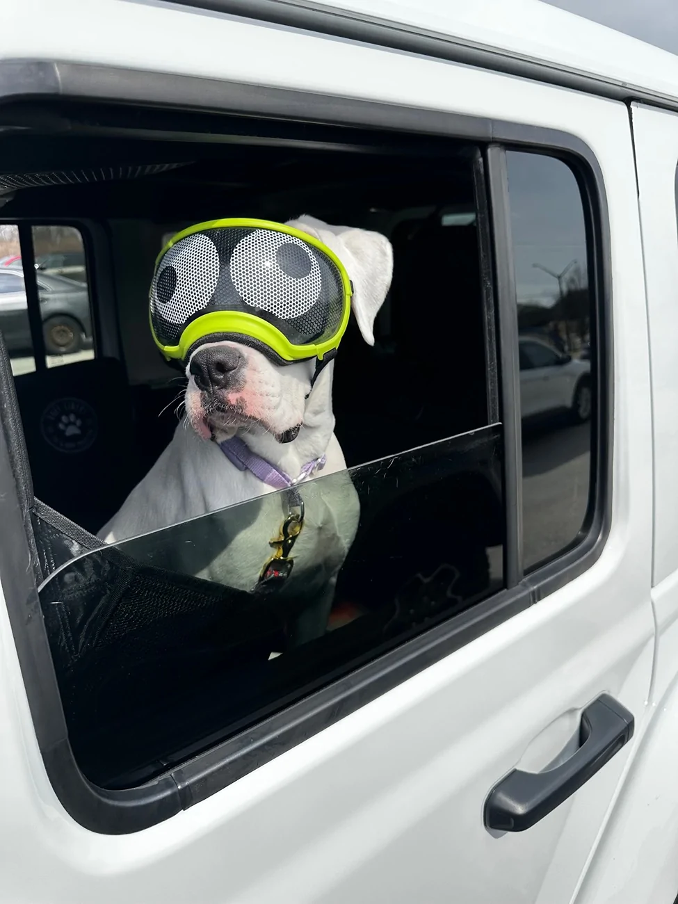 Jeep Wrangler JL Jeep Dog pics IMG_9527