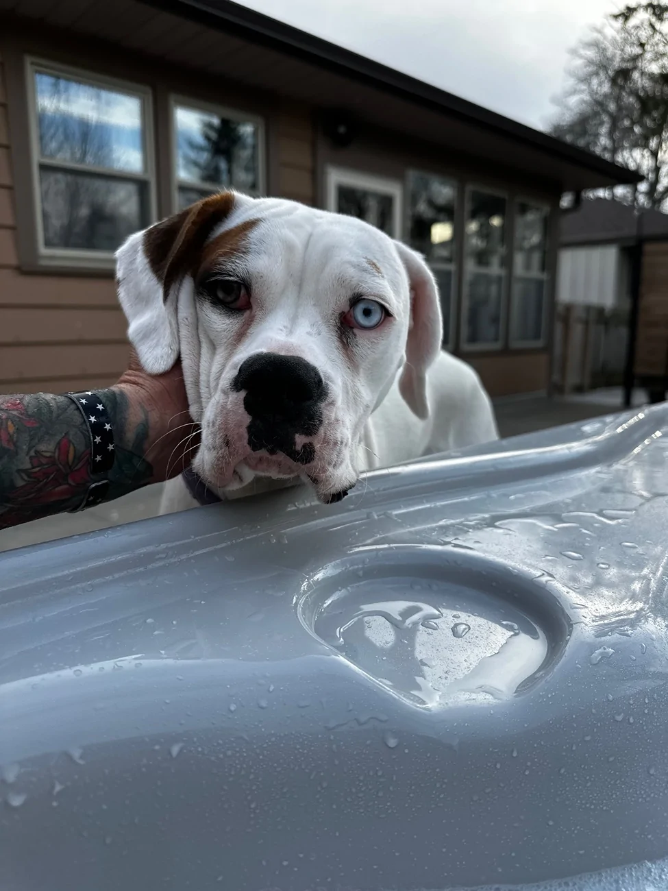 Jeep Wrangler JL Jeep Dog pics IMG_9534