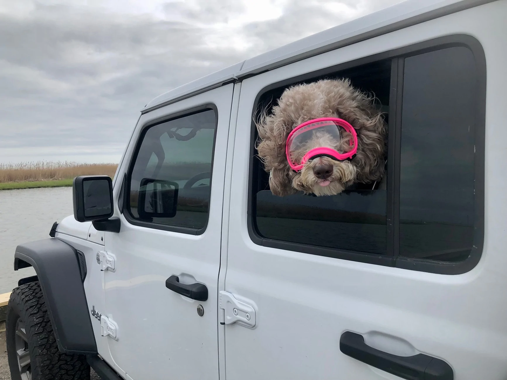 Jeep Wrangler JL Jeep Dog pics IMG_0007