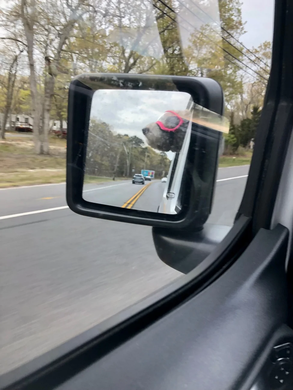 Jeep Wrangler JL Jeep Dog pics IMG_0004