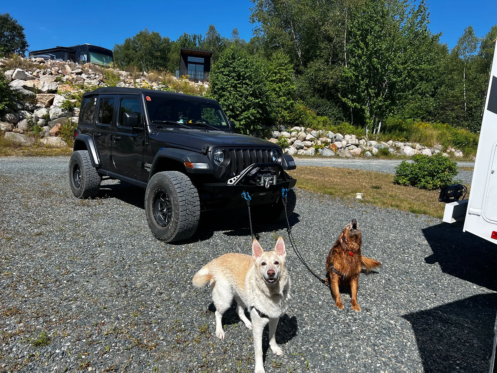 Jeep Wrangler JL Jeep Dog pics IMG_3777