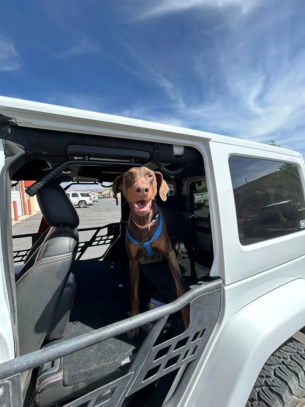Jeep Wrangler JL Jeep Dog pics IMG_3463