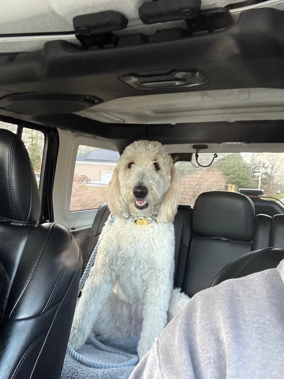 Jeep Wrangler JL Jeep Dog pics IMG_9552