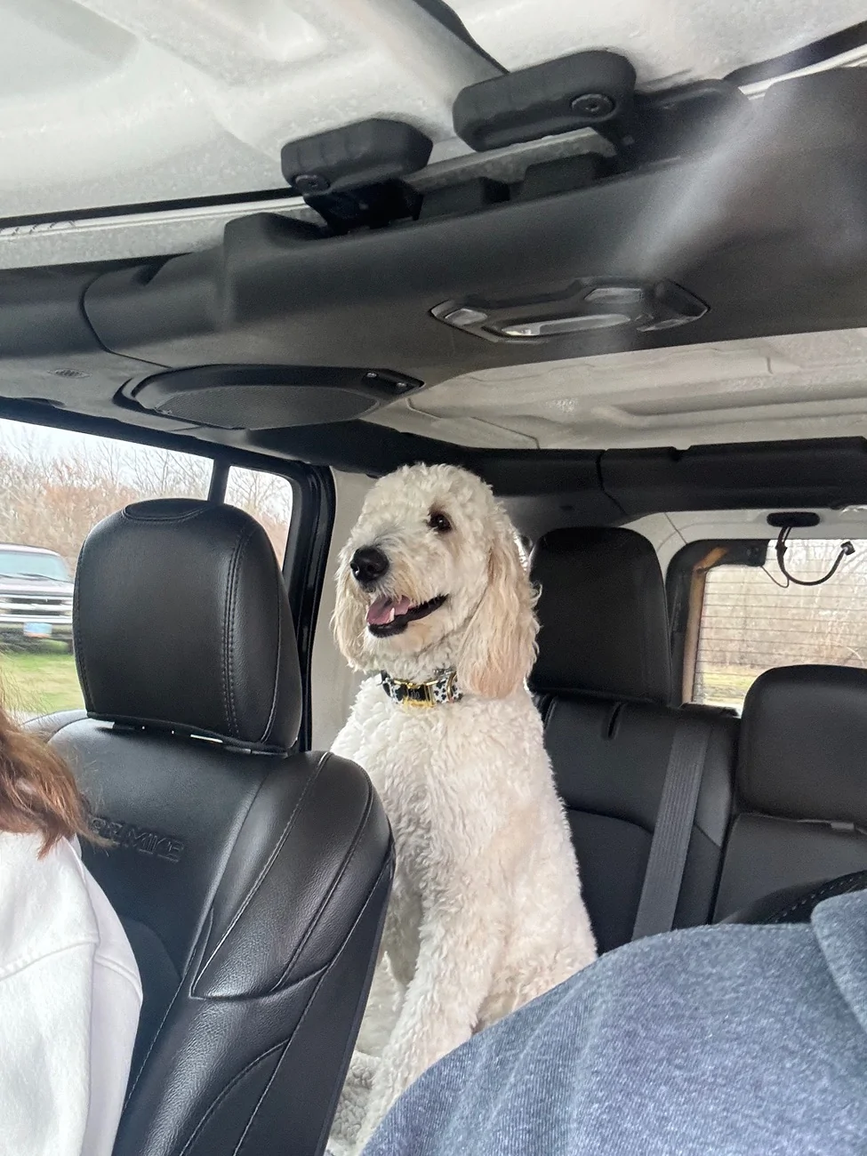 Jeep Wrangler JL Jeep Dog pics IMG_9482