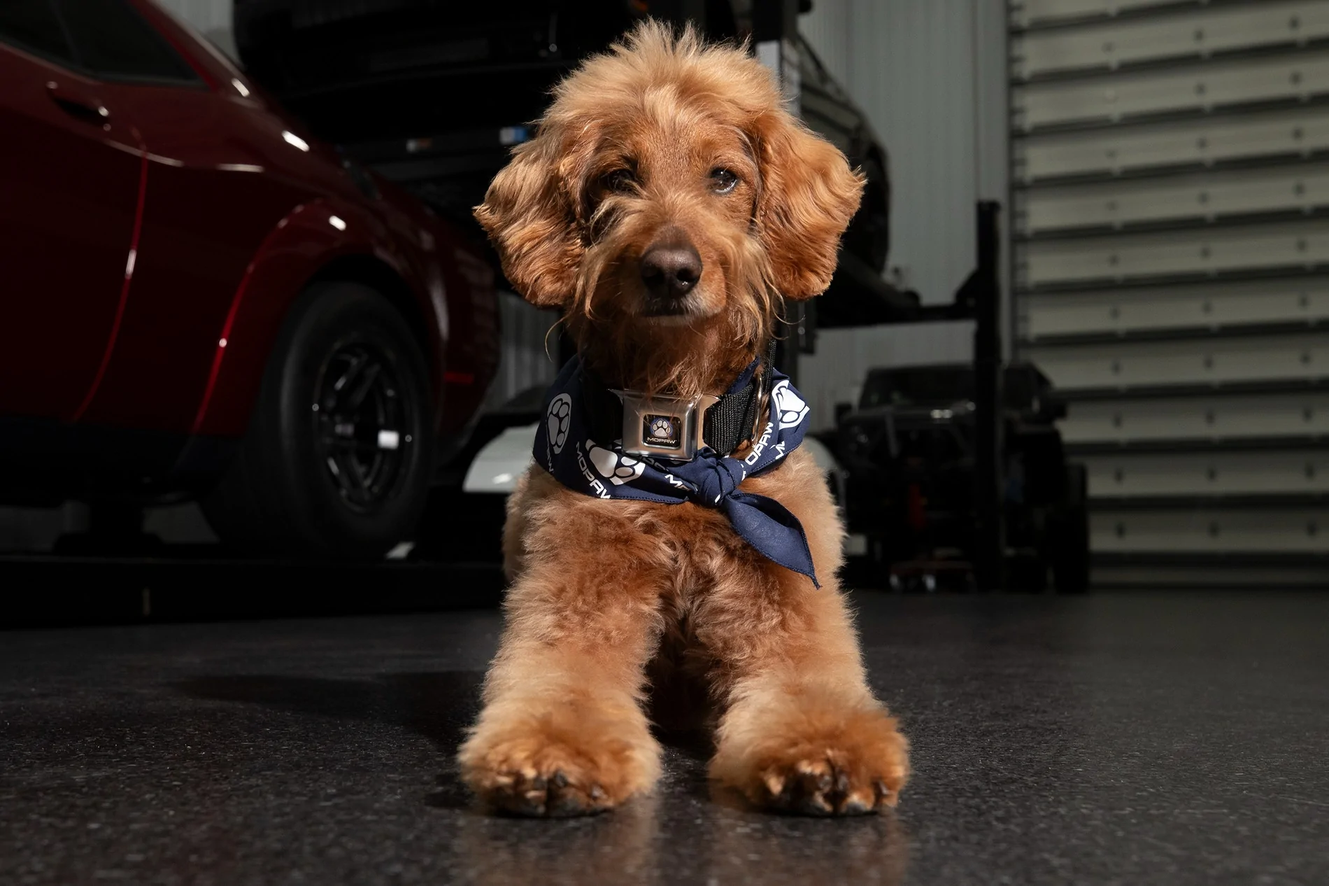 Jeep Gladiator Mopar announces Mopaw, new line of travel and vehicle‑related pet accessories {filename}