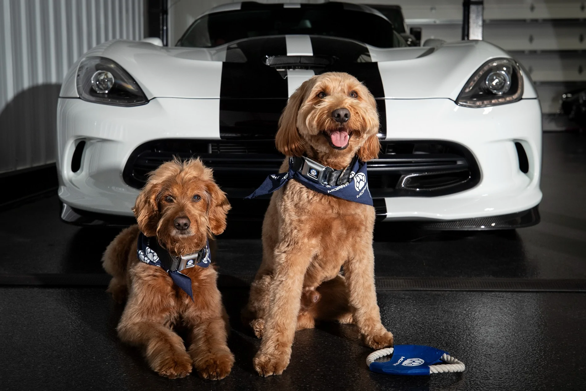 Jeep Gladiator Mopar announces Mopaw, new line of travel and vehicle‑related pet accessories {filename}