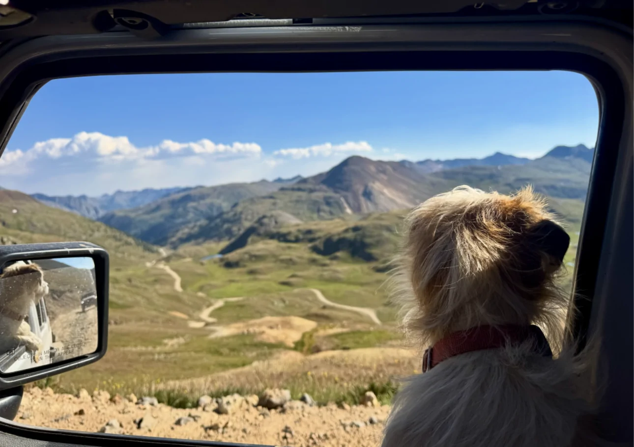 Jeep Wrangler JL Jeep Dog pics 1776987666632-fi