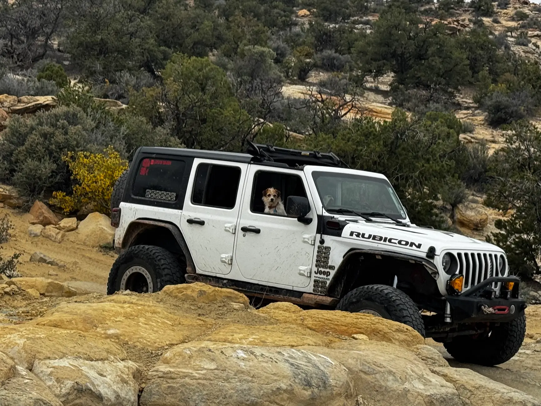 Jeep Wrangler JL Jeep Dog pics 1777336634244-6q