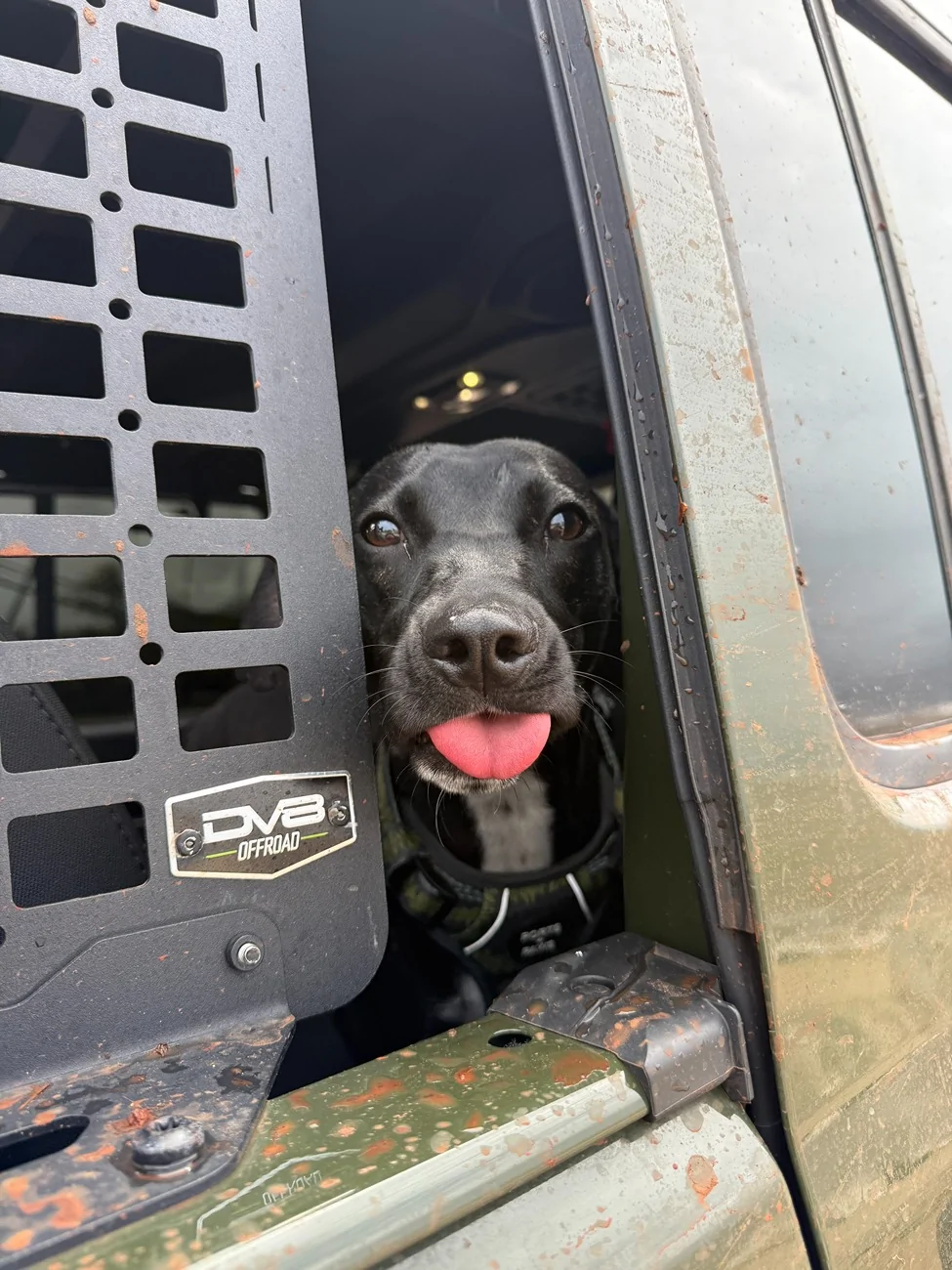Jeep Wrangler JL Jeep Dog pics IMG_1123
