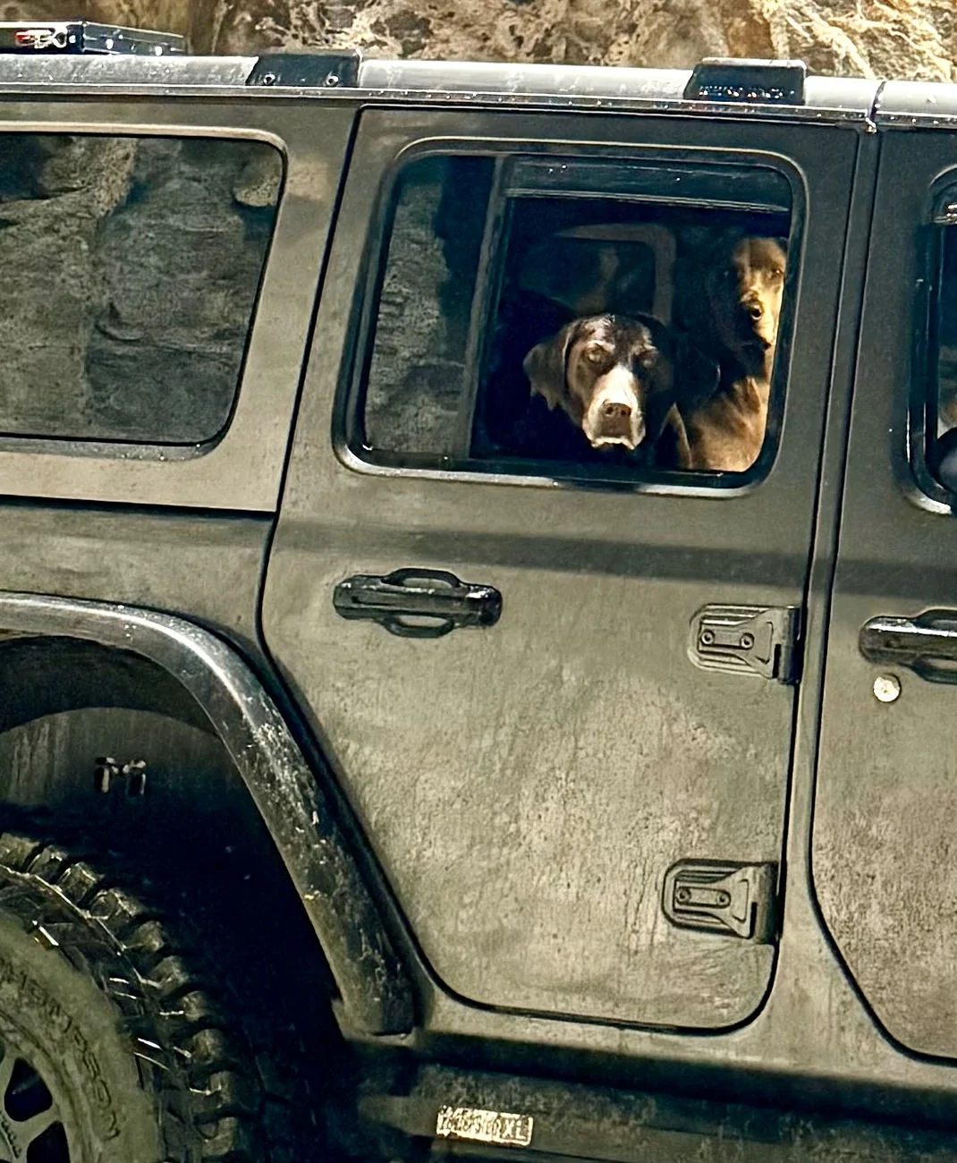 Jeep Wrangler JL Jeep Dog pics IMG_8215
