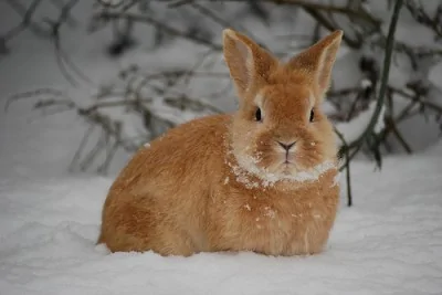 Jeep Wrangler JL Jeep humor waiting room ( ** NO POLITICS ** ) snow-beard-bunny-400x267