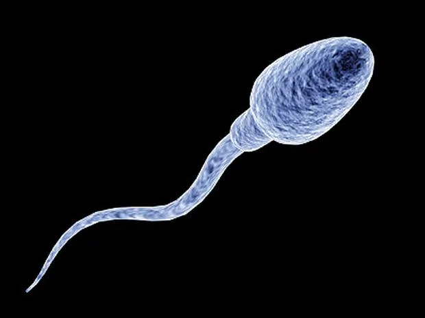 sperm_1.webp
