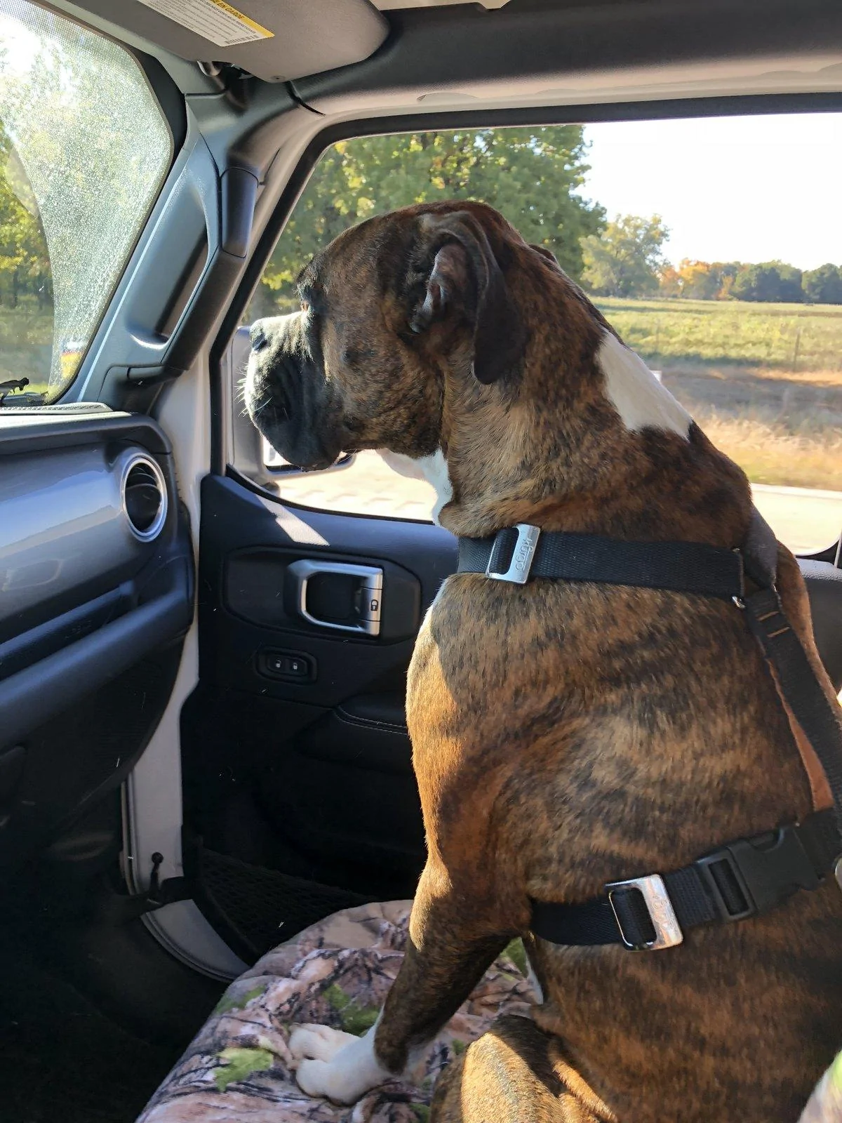 Jeep Wrangler JL Jeep Dog pics 20181027_152424325_iOS