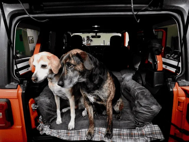 Jeep Wrangler JL Jeep Dog pics upload_2018-12-19_10-28-20