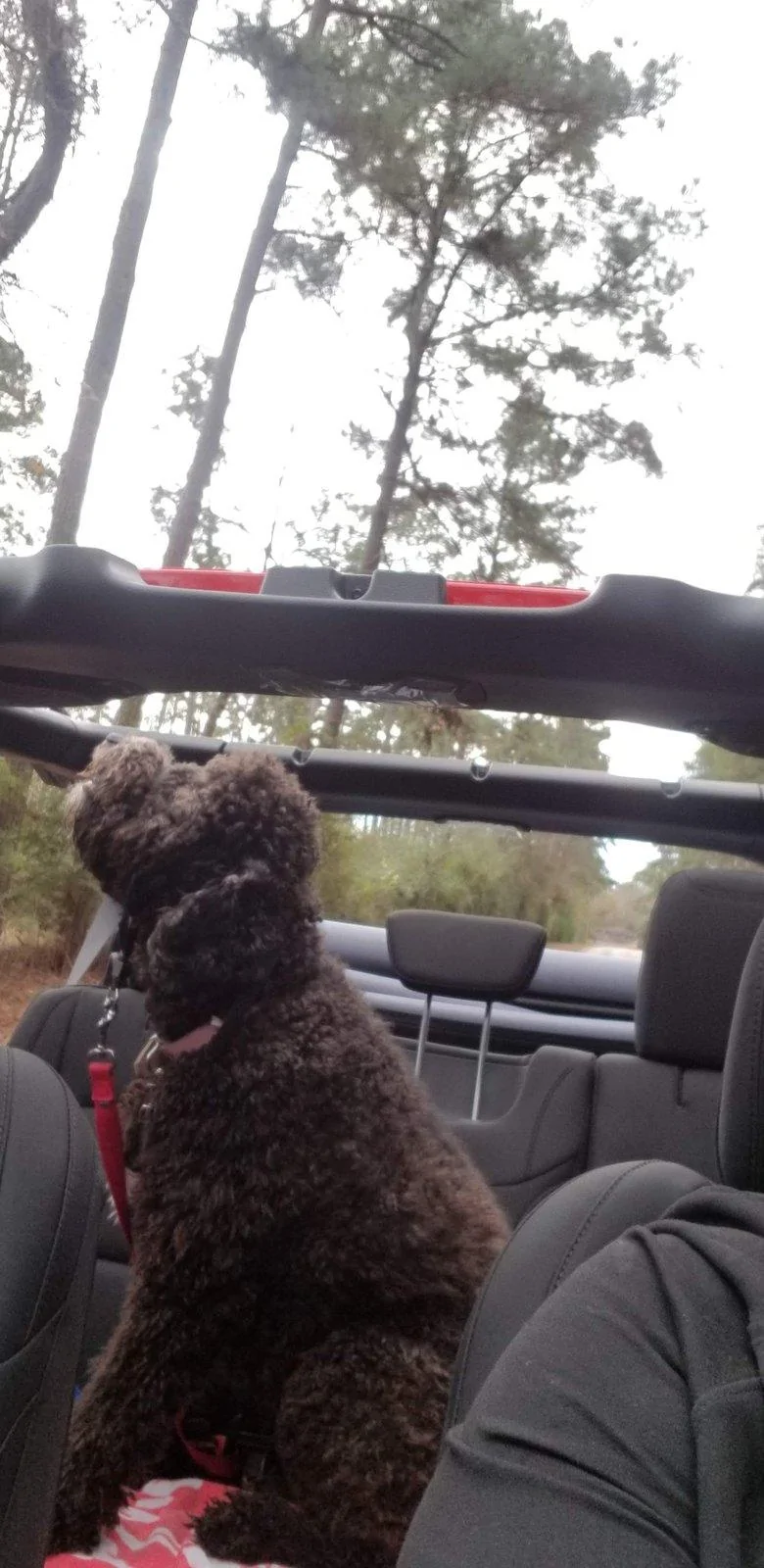 Jeep Wrangler JL Jeep Dog pics 20181216_105204