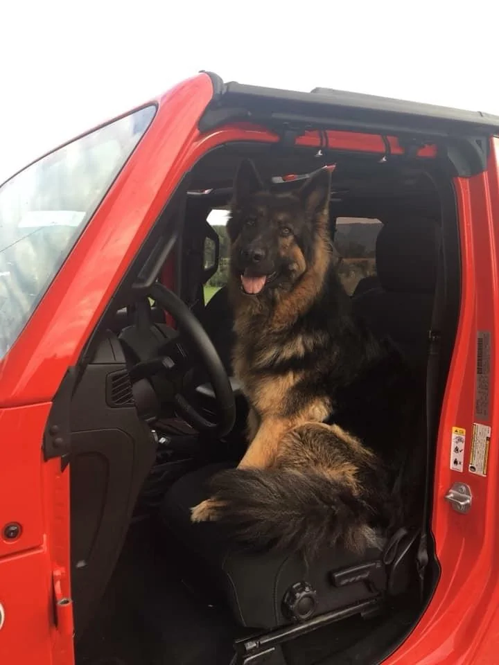 Jeep Wrangler JL Jeep Dog pics Jeep1