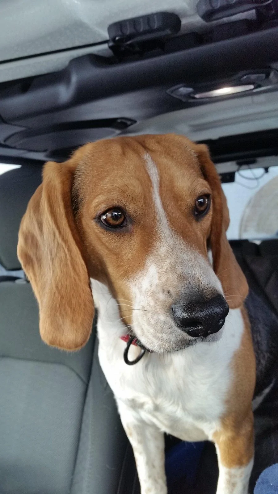 Jeep Wrangler JL Jeep Dog pics 20181220_122715