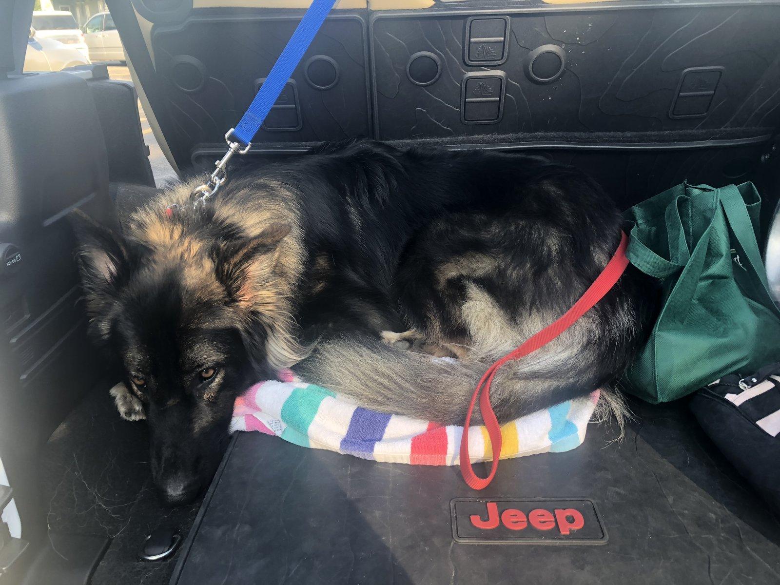 Jeep Wrangler JL Jeep Dog pics F5D7EFAC-2411-4211-BDAB-04096308B783