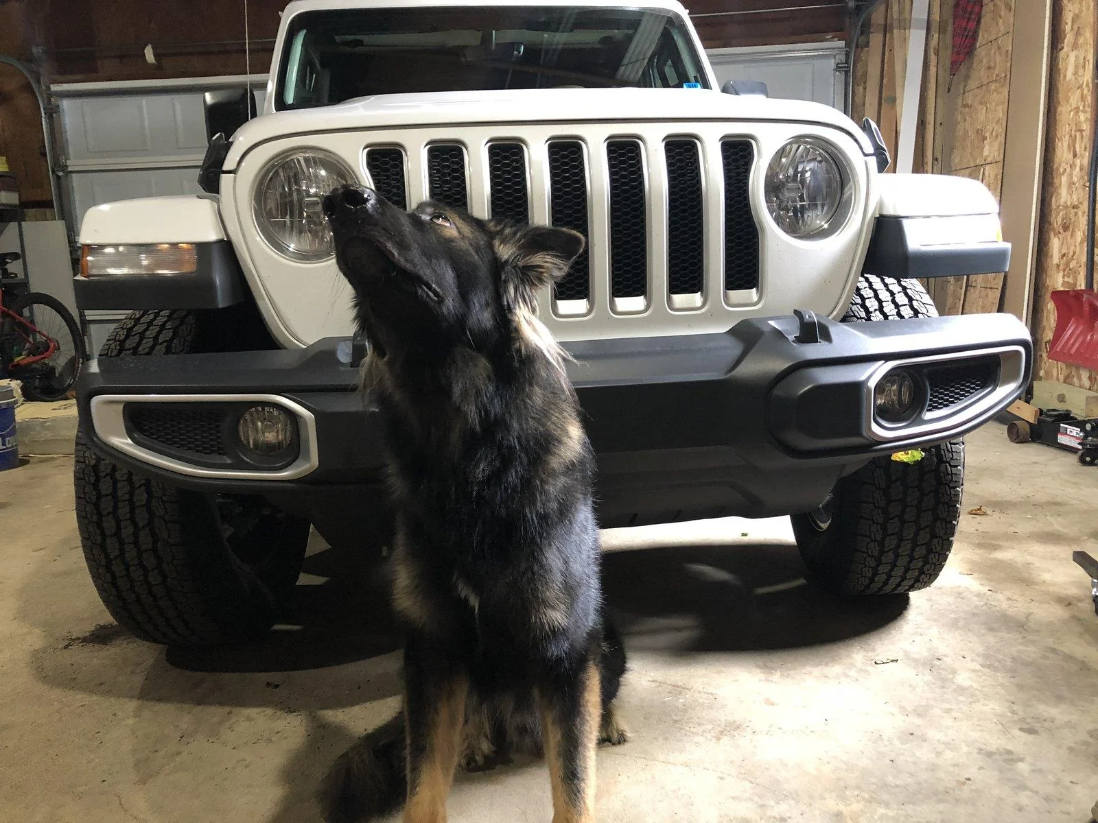 Jeep Wrangler JL Jeep Dog pics D2803CF0-C146-4AC6-94DE-FCC12D4AF7E8