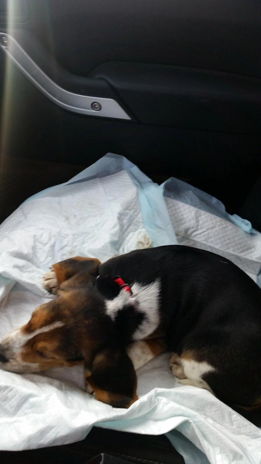 Jeep Wrangler JL Jeep Dog pics 20180113_142100