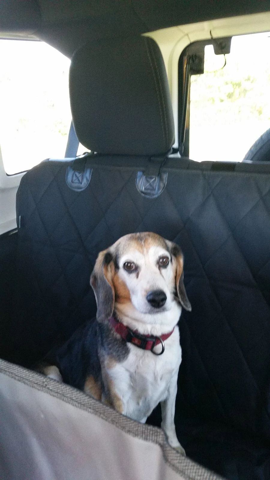 Jeep Wrangler JL Jeep Dog pics 20140907_094355