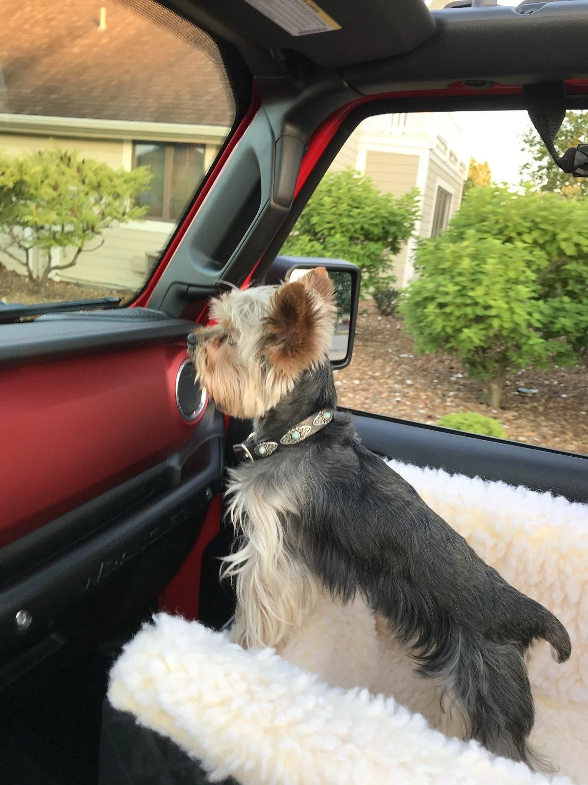 Jeep Wrangler JL Jeep Dog pics 63F59A3D-96C1-4C23-8F95-1C6586668570