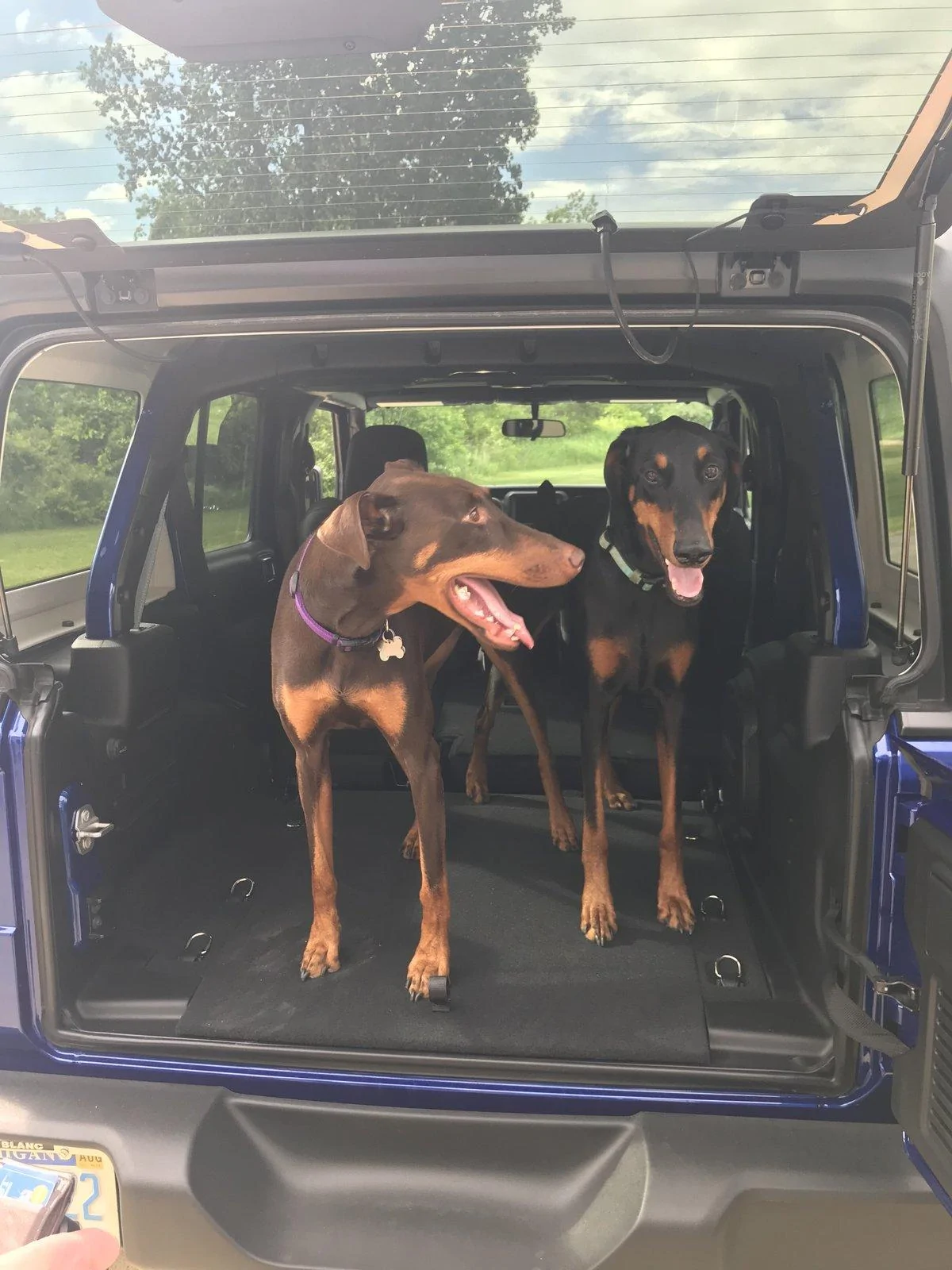 Jeep Wrangler JL Jeep Dog pics EFE57A95-4BBD-4DC0-A3A2-41F7DE2F4F2C