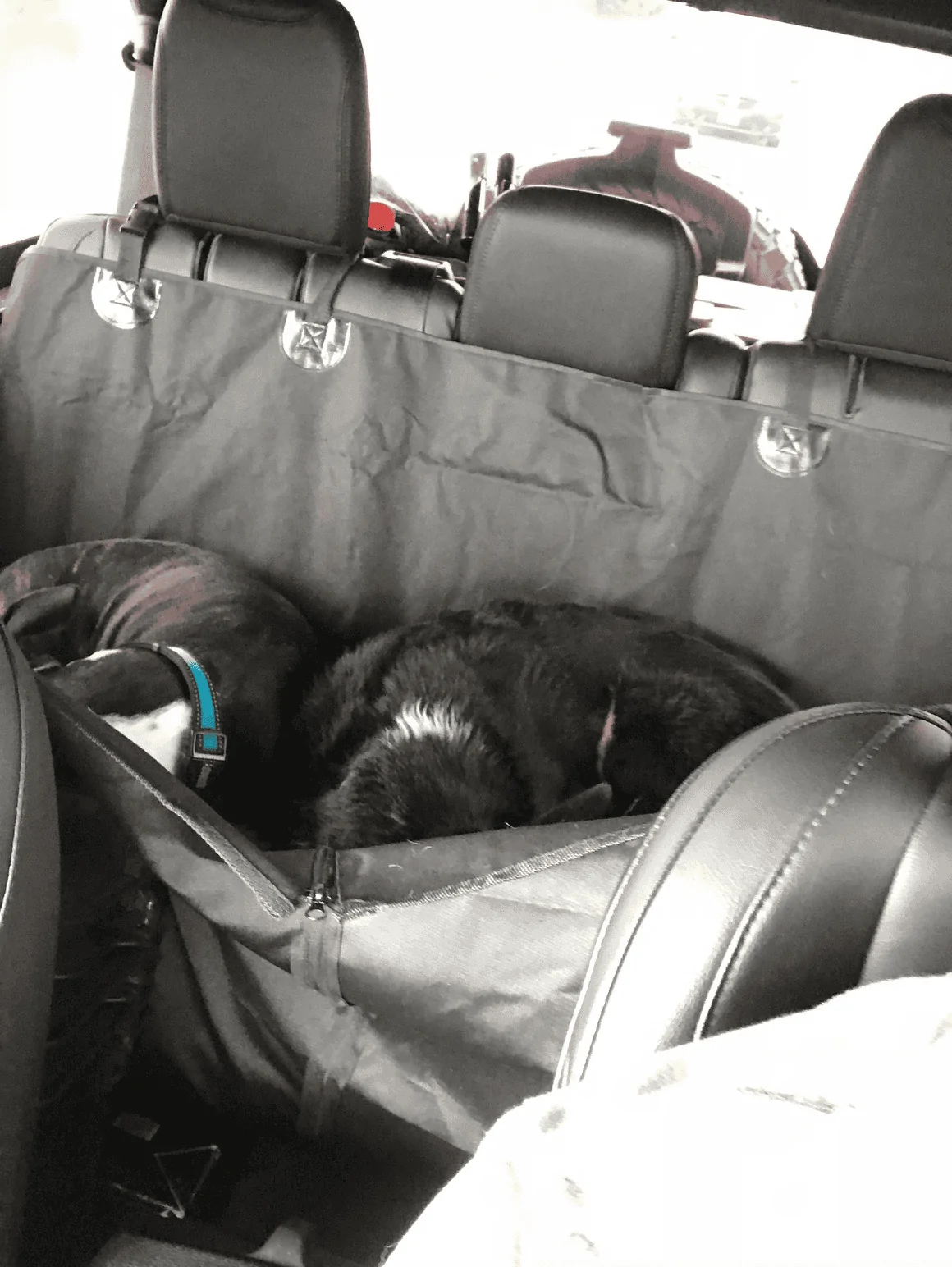 Jeep Wrangler JL Jeep Dog pics Jeep Sleep dogs