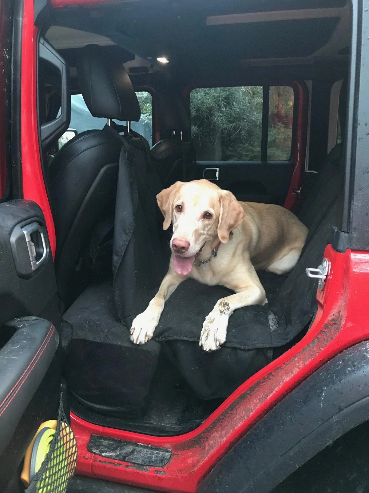 Jeep Wrangler JL Jeep Dog pics IMG_3001