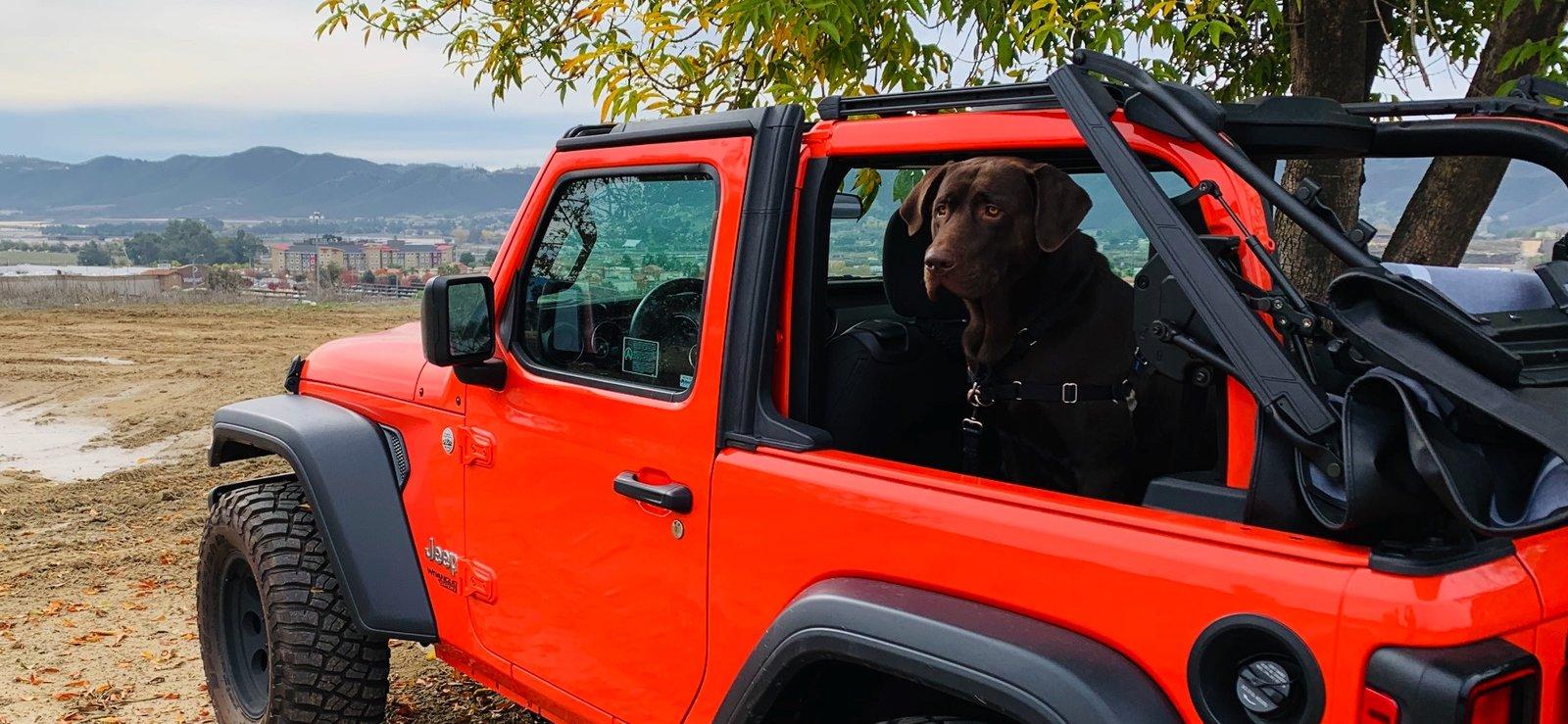 Jeep Wrangler JL Jeep Dog pics Image 12-28-18 at 5.14 PM