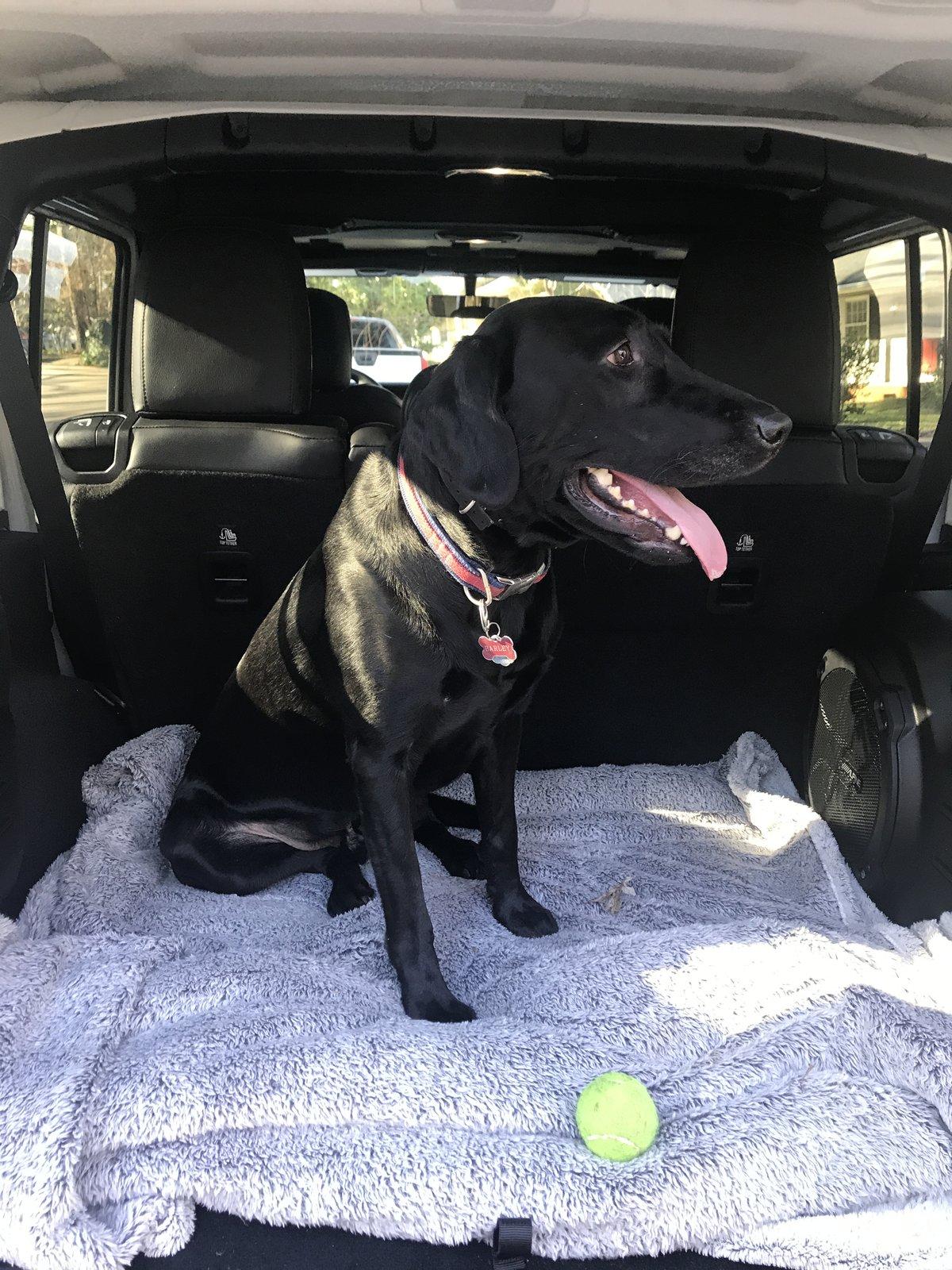 Jeep Wrangler JL Jeep Dog pics 531A2D1D-89DC-4A16-8106-616561C196B0