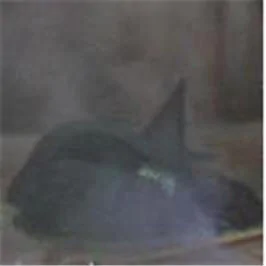 Jeep Wrangler JL Jeep humor waiting room ( ** NO POLITICS ** ) Wicked Witch almost melted