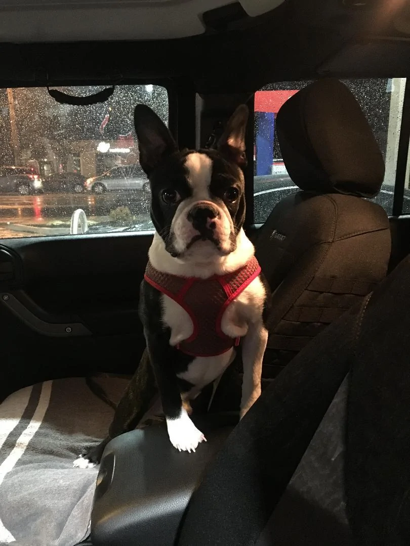 Jeep Wrangler JL Jeep Dog pics murphy