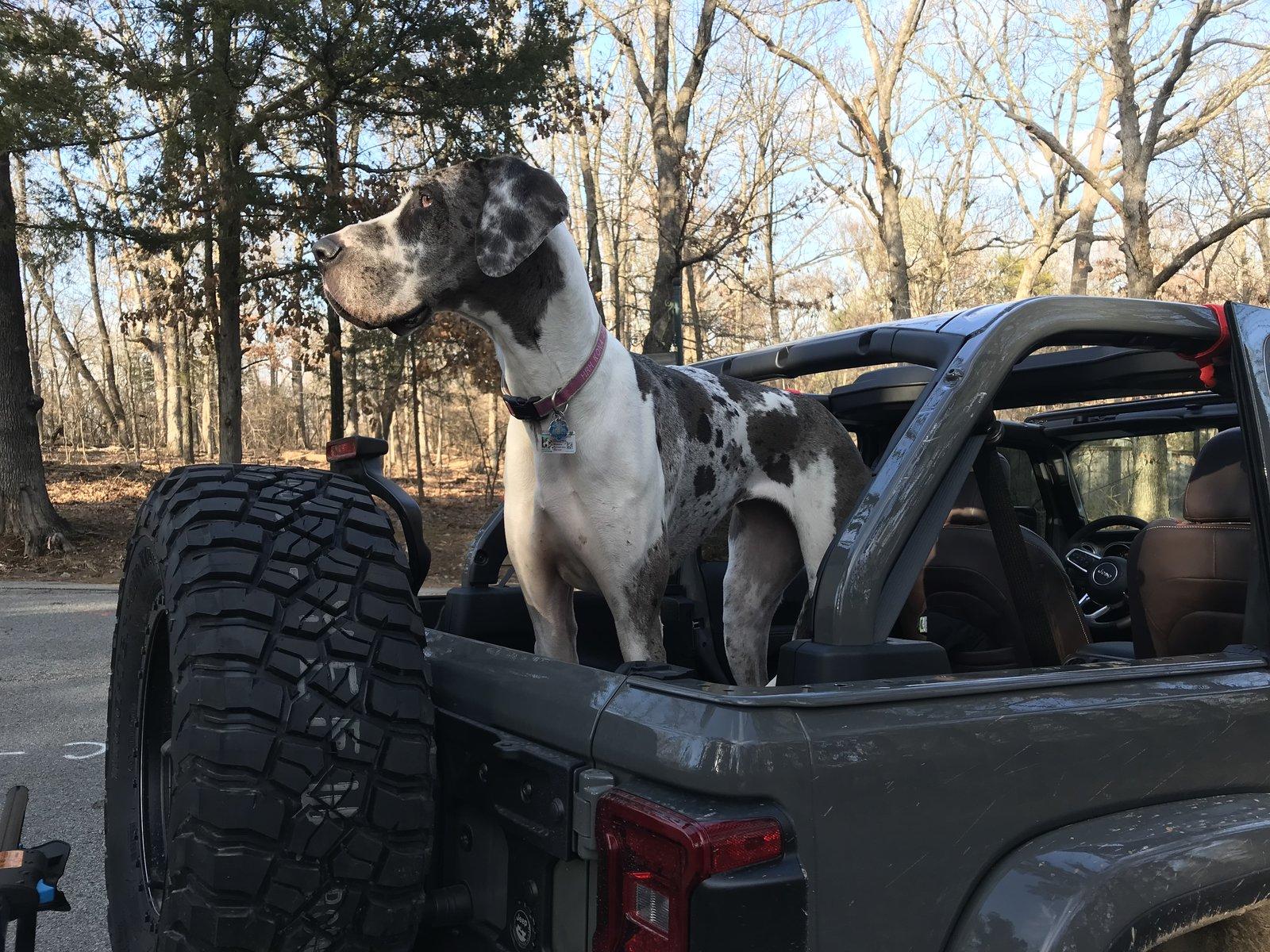 Jeep Wrangler JL Jeep Dog pics A8FD4901-9E9D-4C27-9B9F-39089DB0F0CC