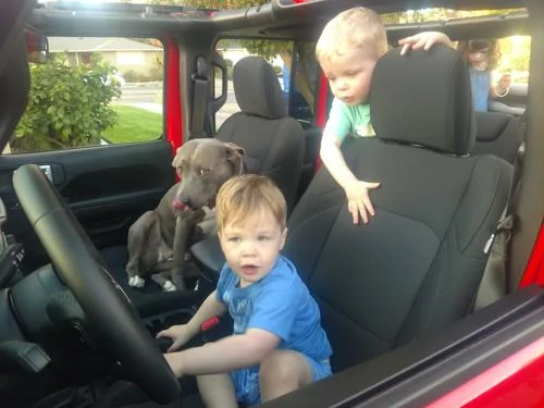 Jeep Wrangler JL Jeep Dog pics IMG_20181102_172639110-1